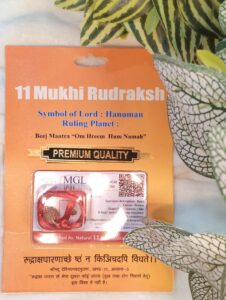11 Mukhi Rudraksha With Cap